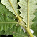 SpeciesSub: var. praemorsa